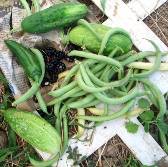 Garden Produce - Apron String & other things