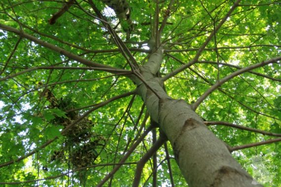 changing our perspective by when life is not flowing the way you planned, remember, Its All About Perspective at ApronStringsOtherThings.com