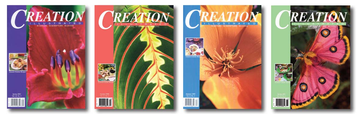 4covers Creation Illustrated